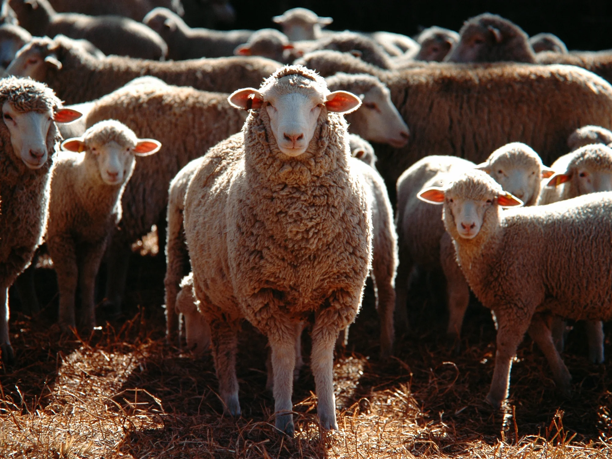 The Sheep Mentality